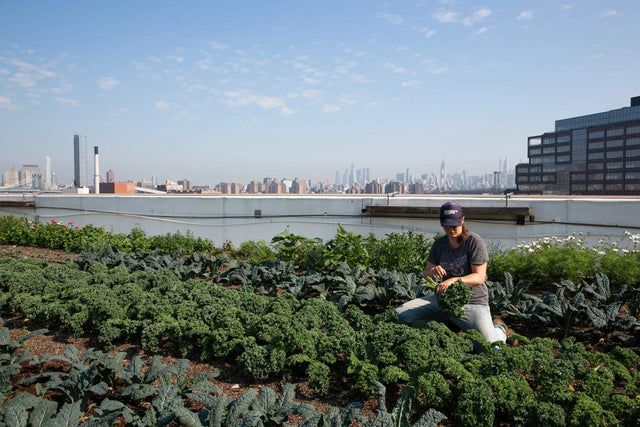 LIMB Brooklyn Grange