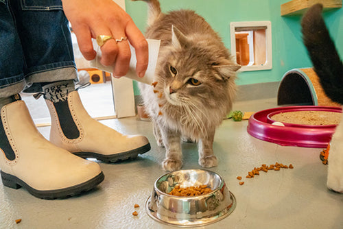 Person in white boots pouring food into a bowl for a fluffy gray cat, with scattered kibble on the floor and another cat partially visible near a pink toy and scratching post.