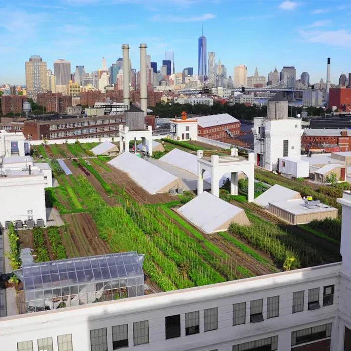 Brooklyn Grange Urban Farm & Blundstone, Featured on NYC WPIX 11 News